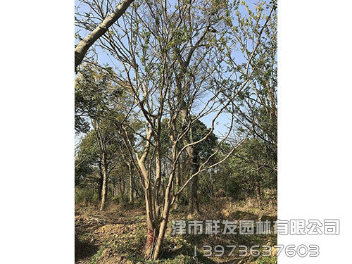 榔榆 (2)